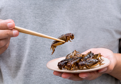Unia Europejska zezwala na konsumpcję kolejnego owada – Świerszcza domowego