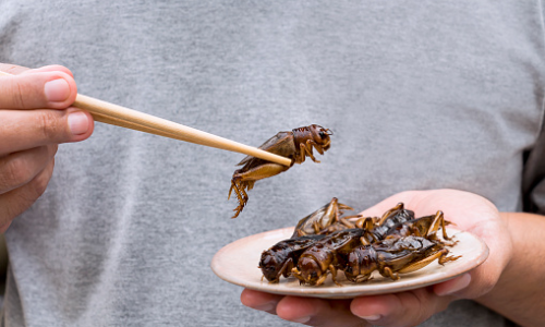 Unia Europejska zezwala na konsumpcję kolejnego owada – Świerszcza domowego